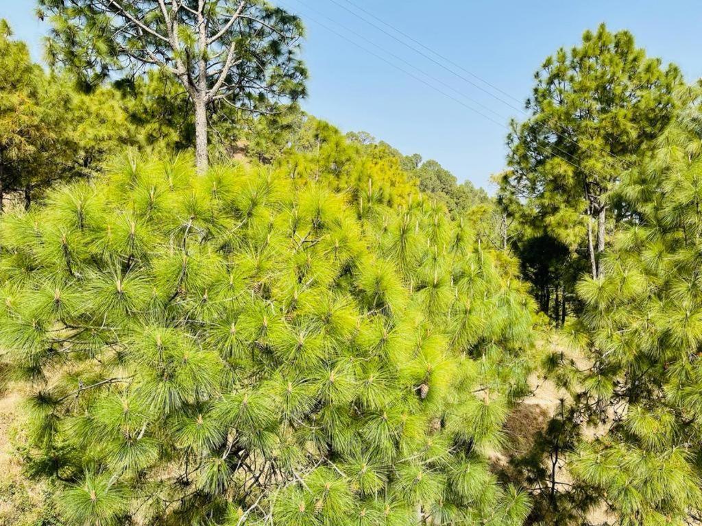 Hillcrest Heights Bed & Breakfast Kasauli Ngoại thất bức ảnh